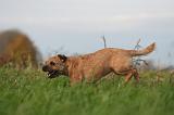 BORDER TERRIER 156